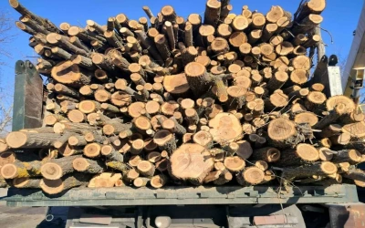 Дрова акация